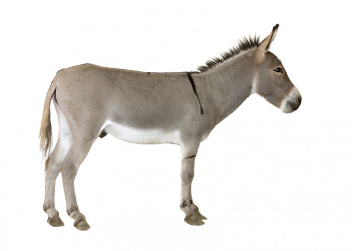 Donkey Show