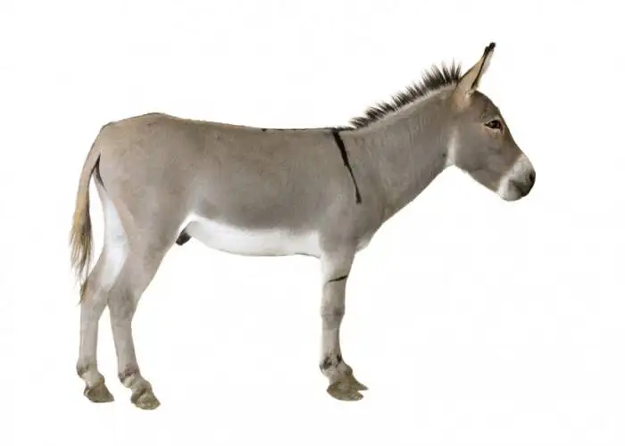 The World’s Top Sex Shows (Part 2/2): Tijuana’s Donkey Shows Donkey Show