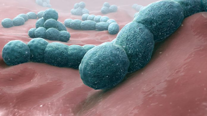 Streptococcus Pneumonia