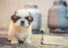 Pup Parenting: 6 Tips for Busy Dog Owners