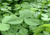 7 Tips to Plant a Food Plot