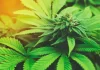 The District’s Delight: Your Insider’s Guide to Edible Cannabis