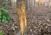 How to Prevent Tree Bark Damage